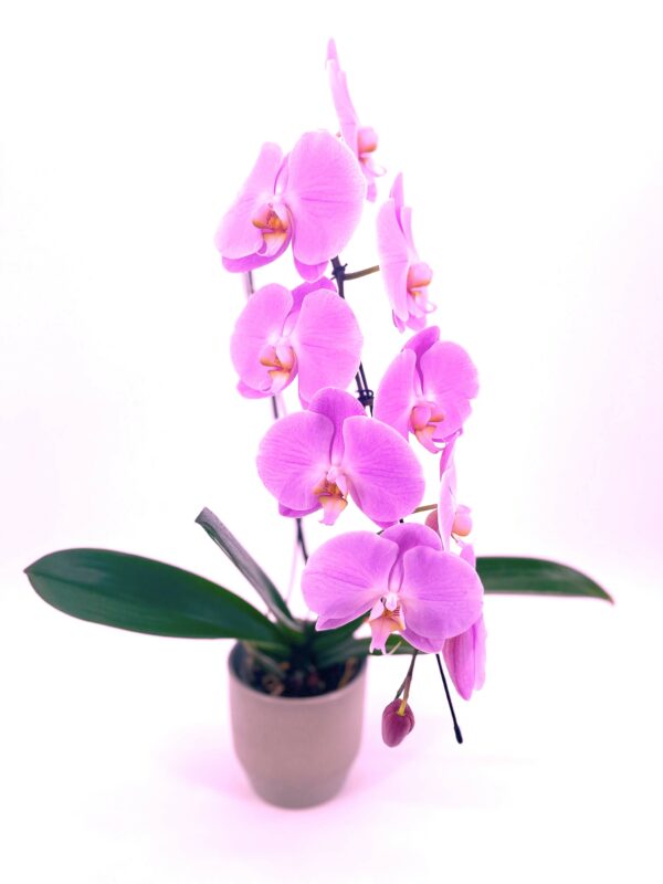 orchidée rose cascade