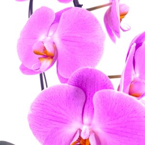 ORCHIDÉE ROSE CASCADE – Image 2